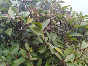 绿叶繁茂的植物景观