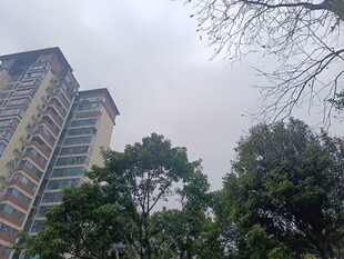 高楼旁绿树成荫的景致