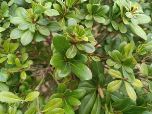 翠绿繁茂的植物叶片