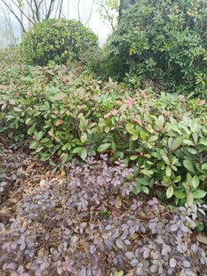 绿意盎然的植物景观