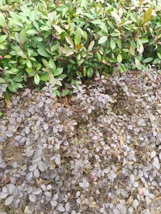 绿植与碎石景观