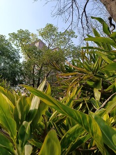 绿意盎然的植物景观