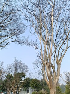 冬日光秃树木景观