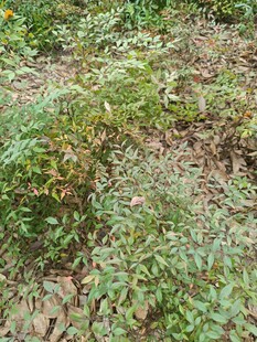 野外丛生的绿色植物