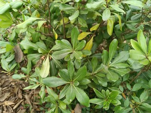 绿叶繁茂的植物景象