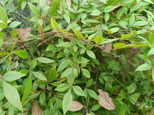 翠绿繁茂的植物景观