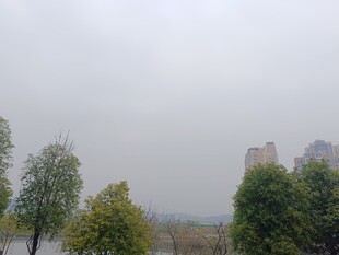 雾中城市树木景观