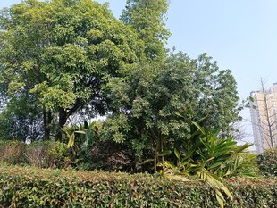 城市中的葱郁绿植景观