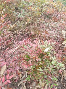 秋日多彩植物景观