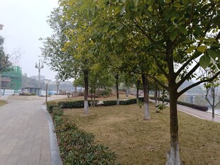 城市路边整齐排列的树木