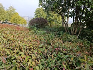 秋日斑斓植被景观