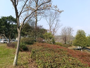 春日公园绿植景观