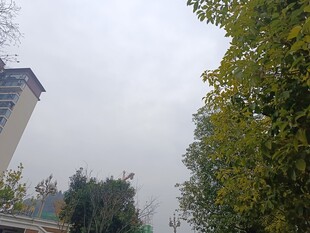 城市林荫道景象