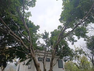 绿树掩映下的白色建筑