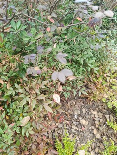 地面多样植物景象