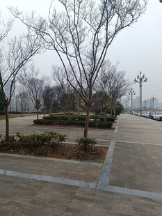 冬日公园空旷步道景象