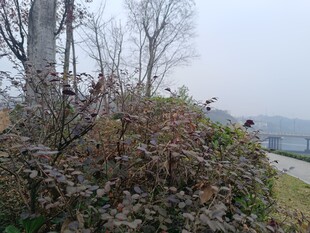 冬日湖边带叶灌木丛