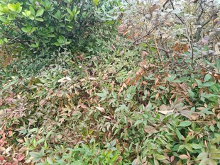 秋日繁茂植物景观