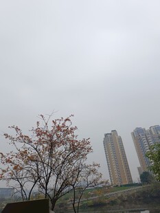 城市中绽放花朵的树木