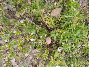 地面绿植与散落枯叶