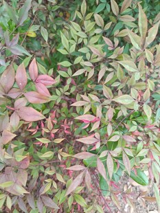 多彩叶片植物特写