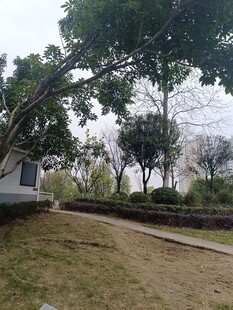 公园幽静小径与繁茂树木