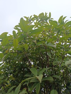 绿叶繁茂的树木