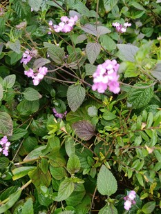 绿叶间绽放的紫色小花