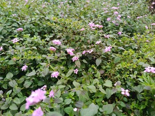 粉色花丛中的繁茂绿植