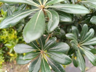 绿叶繁茂的海桐植物