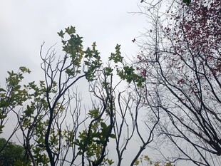 阴天树枝景象