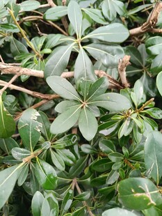 绿叶繁茂的低矮植物