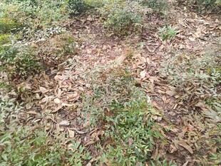 地面上的绿草与枯叶