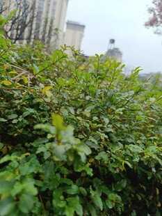 城市中的繁茂绿色灌木丛