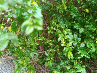 翠绿繁茂的灌木植物