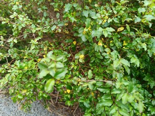 路边繁茂的绿色植物