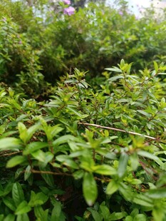 翠绿繁茂的植物景观