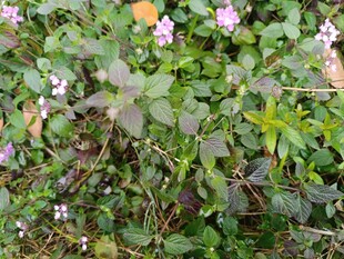 草丛中的紫色小花