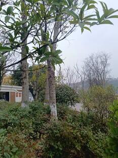 山林间繁茂树木与房屋