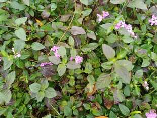 绿叶间绽放的紫色小花