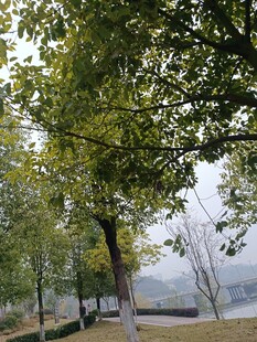 秋日林荫道风景