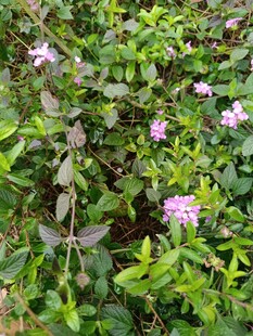 绿叶间绽放的粉色小花