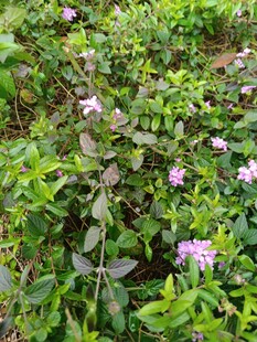 田野中的紫色小花与绿植