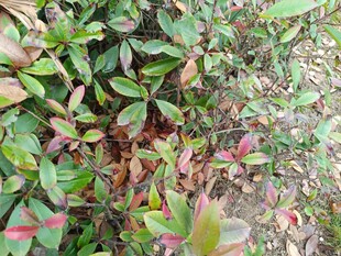 多彩叶片的绿植景观