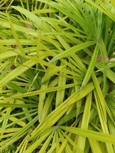 翠绿细长叶片的植物