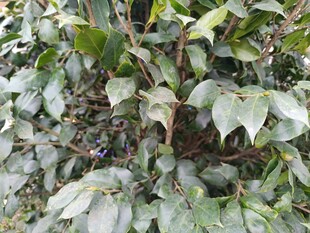 绿叶繁茂的植物景观