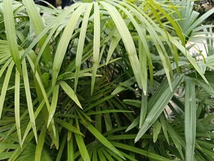 翠绿羽状叶片植物特写