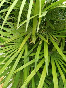 翠绿细长叶片的植物