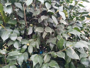 绿叶繁茂的植物景观