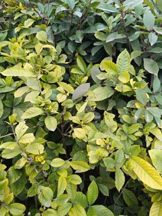 黄绿相间的繁茂植物